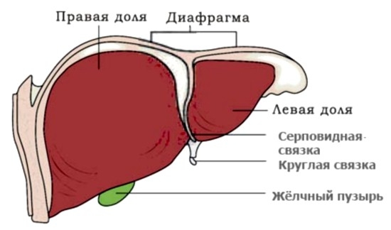 Признаки гепатомегалии диффузных изменений поджелудочной железы лечение thumbnail