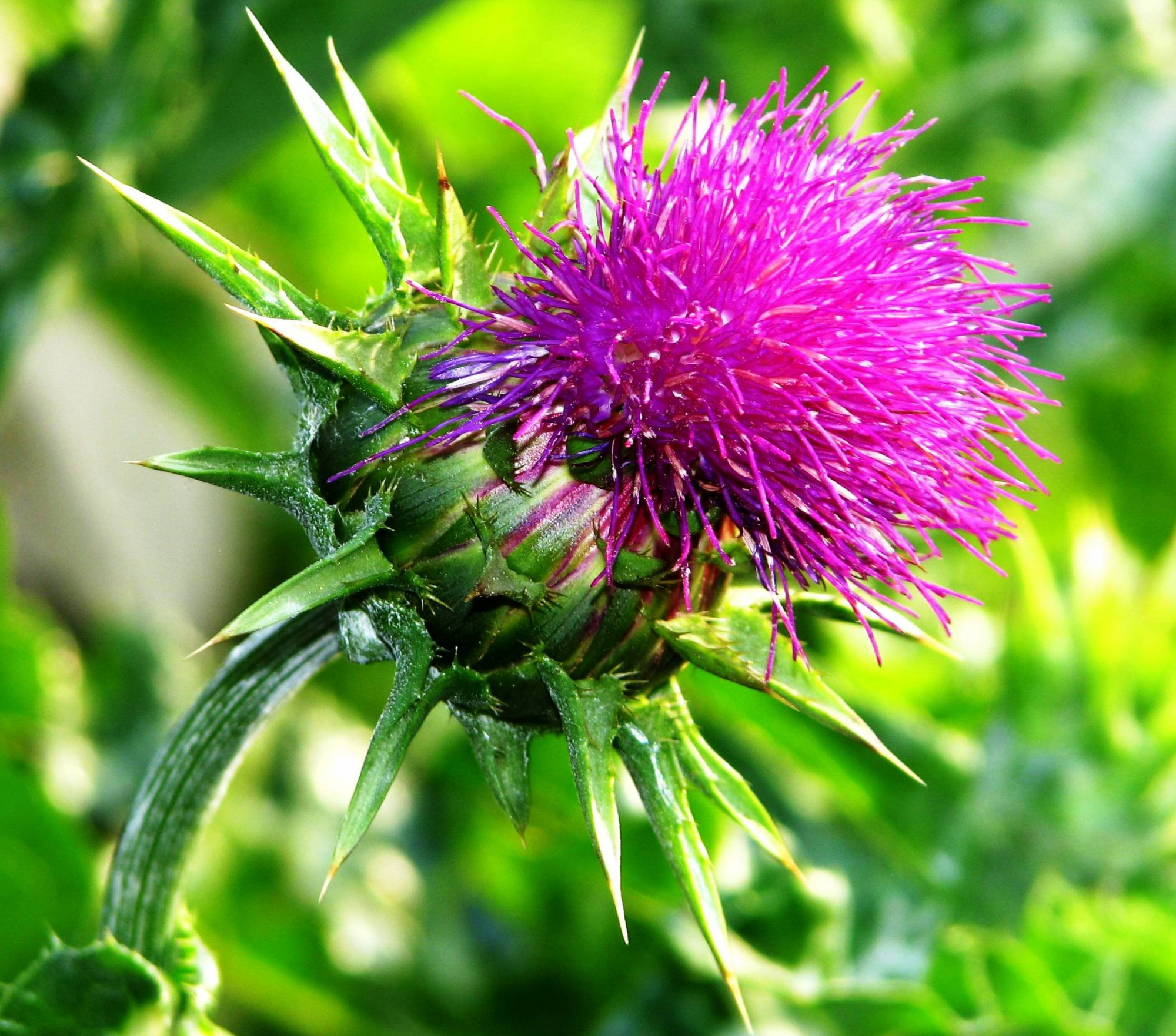 Как применять экстракт расторопши для лечения печени