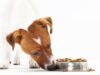 Особенности выбора консервов для собак
