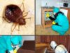 Эффективные способы уничтожение клещей в доме