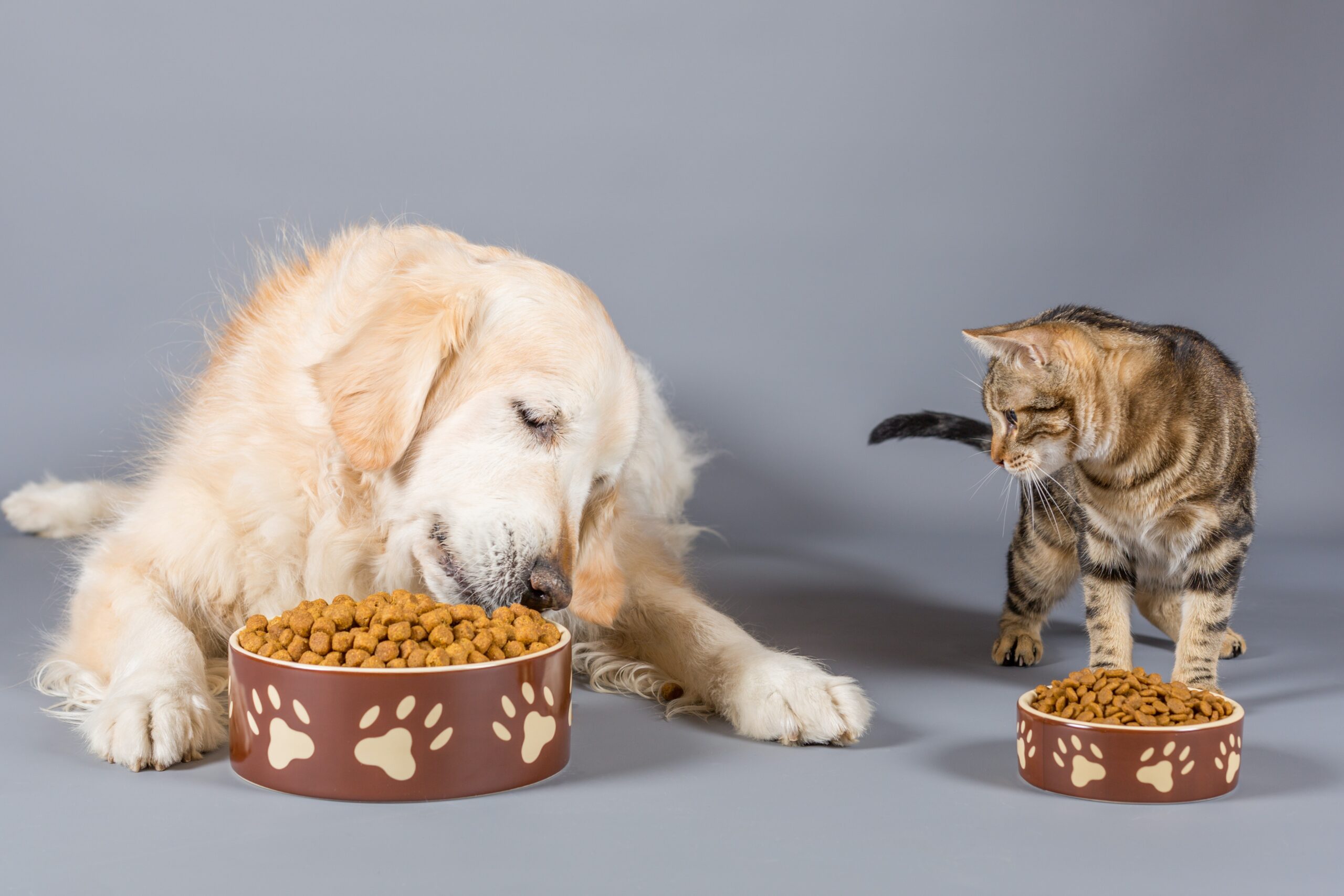 Кошка и собака едят