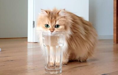 Кошки и вода: сколько может пробыть кошка без воды?