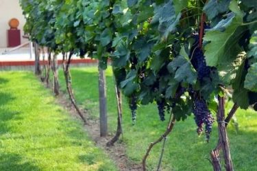 Выращиваем виноград у себя на участке: основные правила ухода за растением