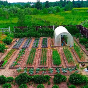 Успешный урожай на даче: как выбрать семена и вырастить здоровые овощи и фрукты