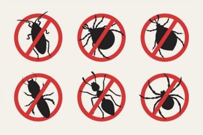 Эффективные методы уничтожения насекомых и грызунов: безопасность и результаты