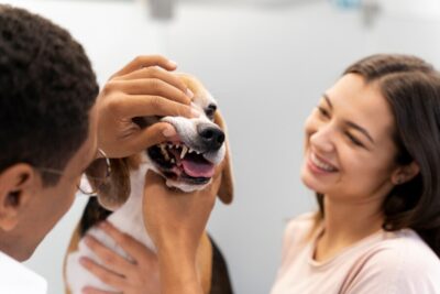 Стоматолог для собак: уход за полостью рта, профилактика заболеваний, лечение