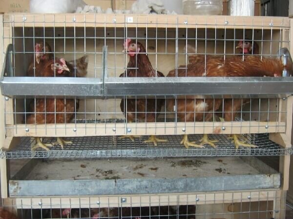 Разведение кур как бизнес