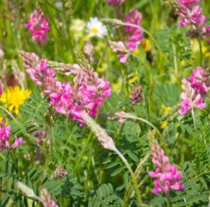 Семена газонных, кормовых трав, сидератов и медоносных растений