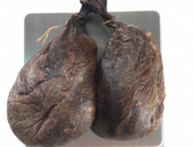 Бобровая струя: удивительные свойства и применение