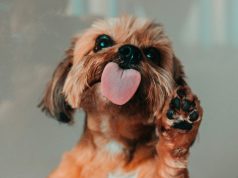 Пищевые аллергии у собак и кошек: отличия от контактных