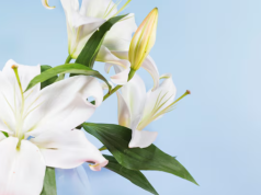 Современные техники флористики: европейская спираль, корейский стиль и эстетика минимализма