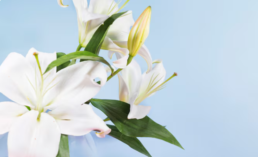 Современные техники флористики: европейская спираль, корейский стиль и эстетика минимализма